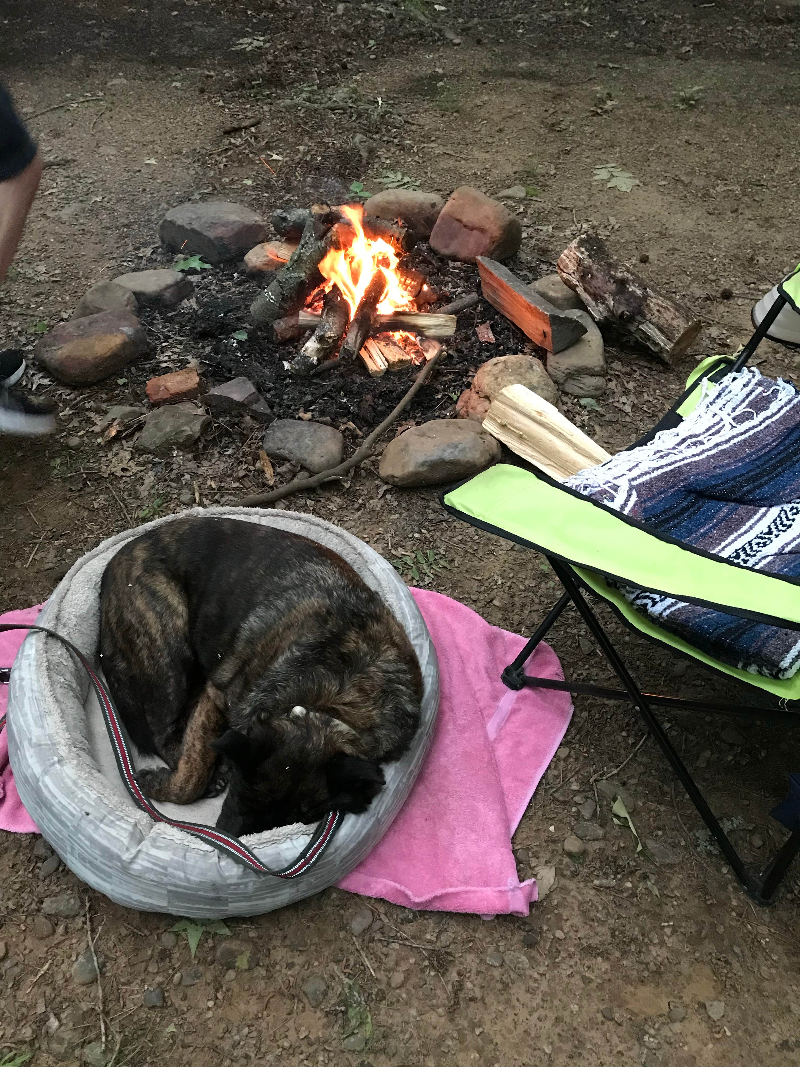 Lisa H.'s photo of camping with pets at Redding Campground near Witter, AR