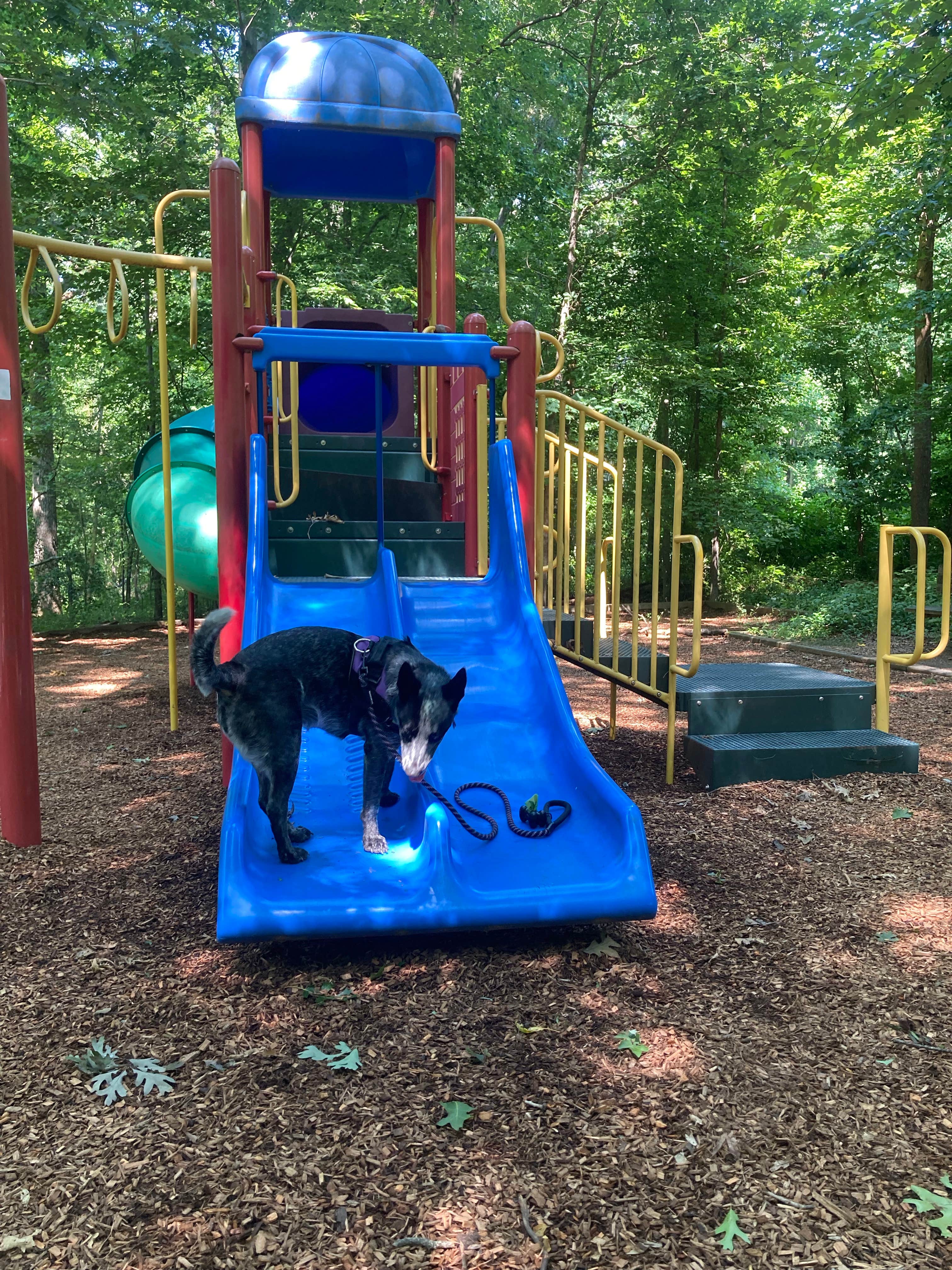 Phillip W.'s photo of camping with pets at Burke Lake Park Campground near Washington, DC