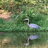 Review photo of Burke Lake Park Campground by Phillip W., August 20, 2022