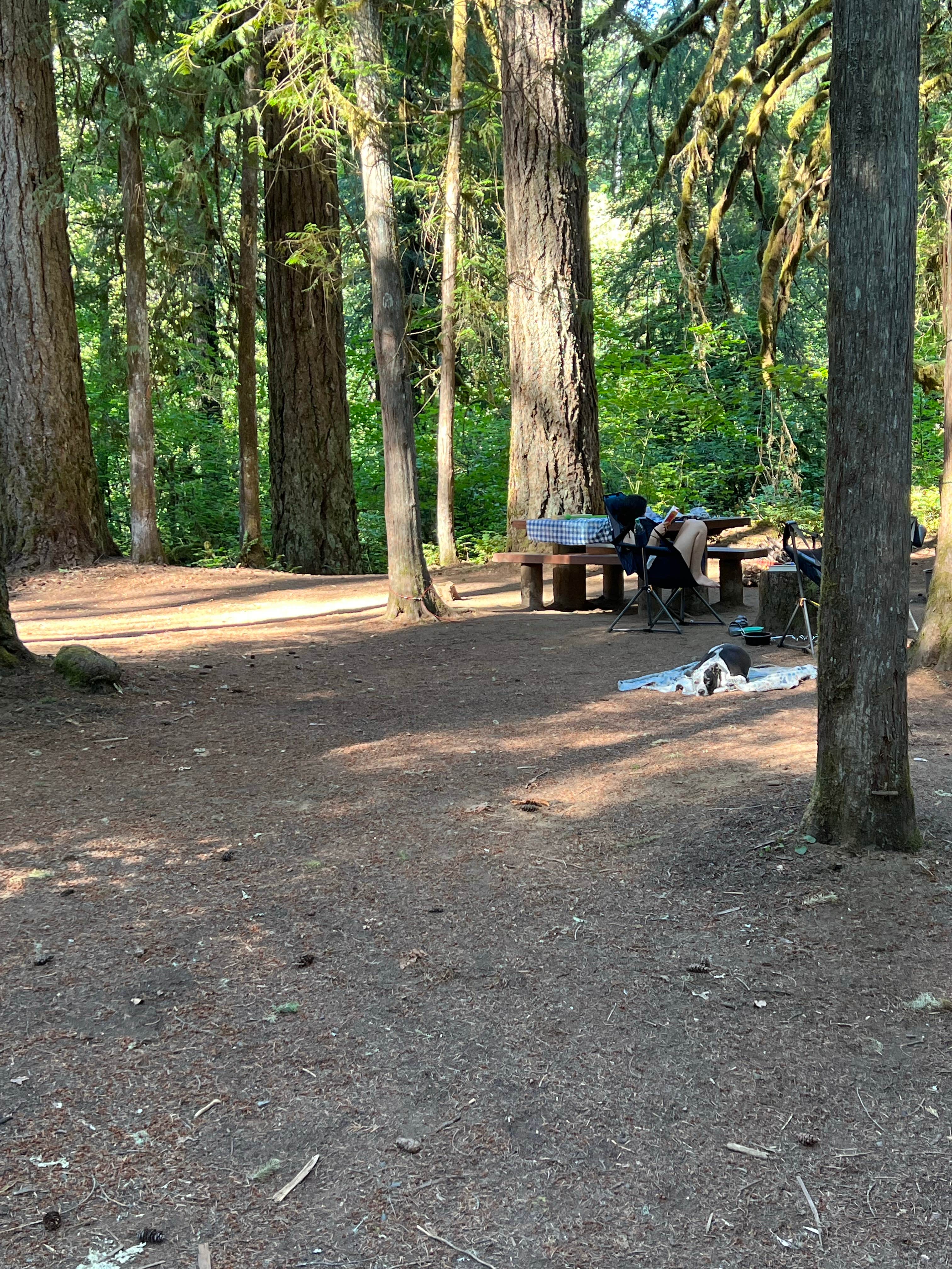 Dawn K.'s photo at Paradise Campground near Mckenzie Bridge, OR