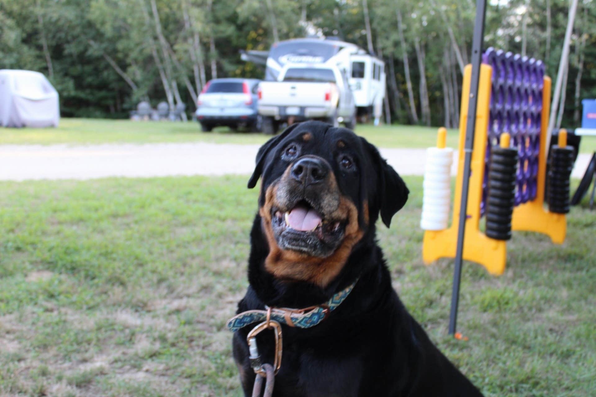 Samantha N.'s photo of camping with pets at Cole's Mine RV Resort and Campground near Stratham, NH