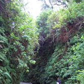 Review photo of Elk Prairie Campground — Prairie Creek Redwoods State Park by Anna R., July 17, 2018