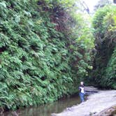 Review photo of Elk Prairie Campground — Prairie Creek Redwoods State Park by Anna R., July 17, 2018