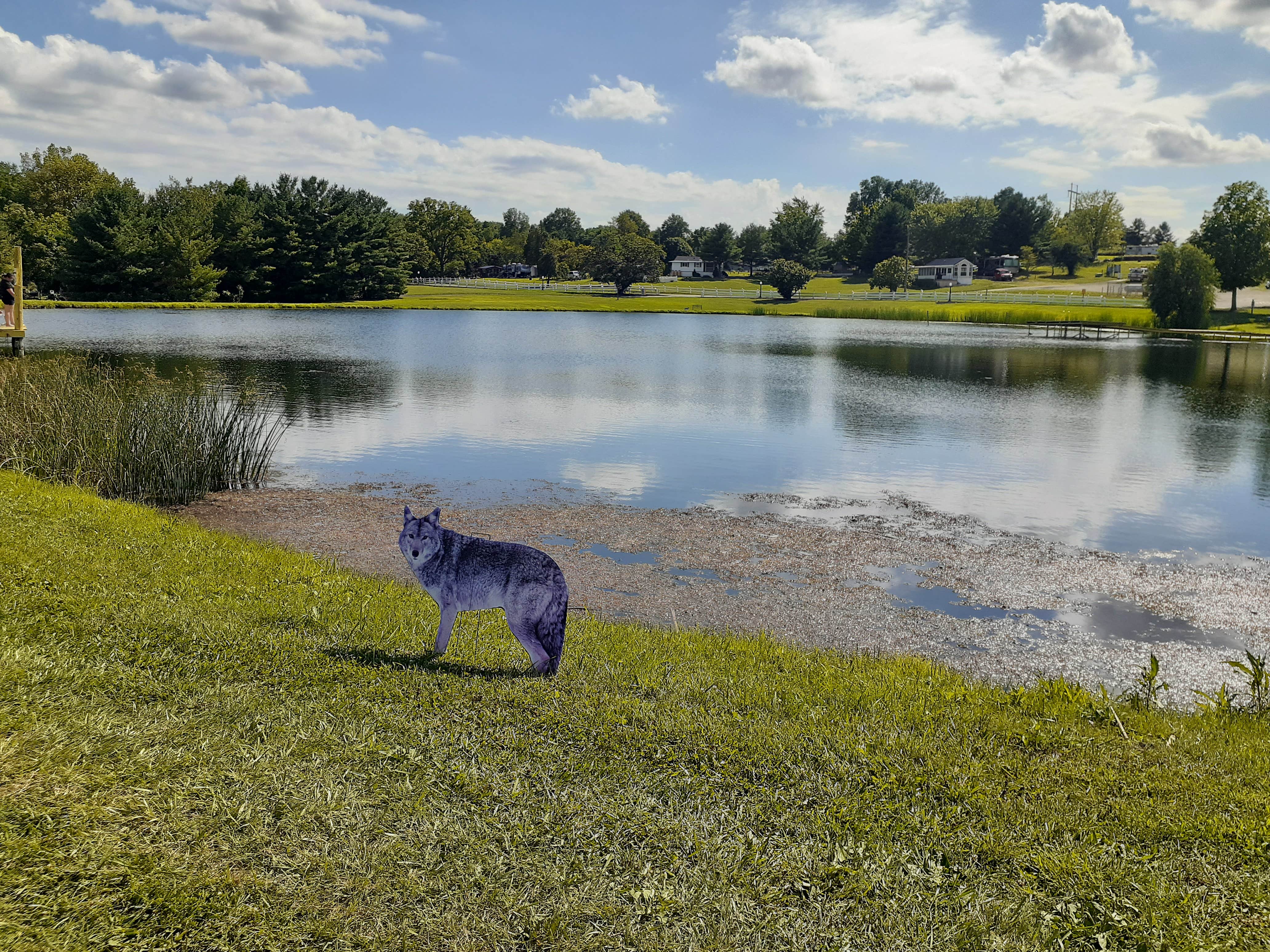 Cynthia K.'s photo of camping with pets at Streetsboro-Cleveland SE KOA near Parma Heights, OH
