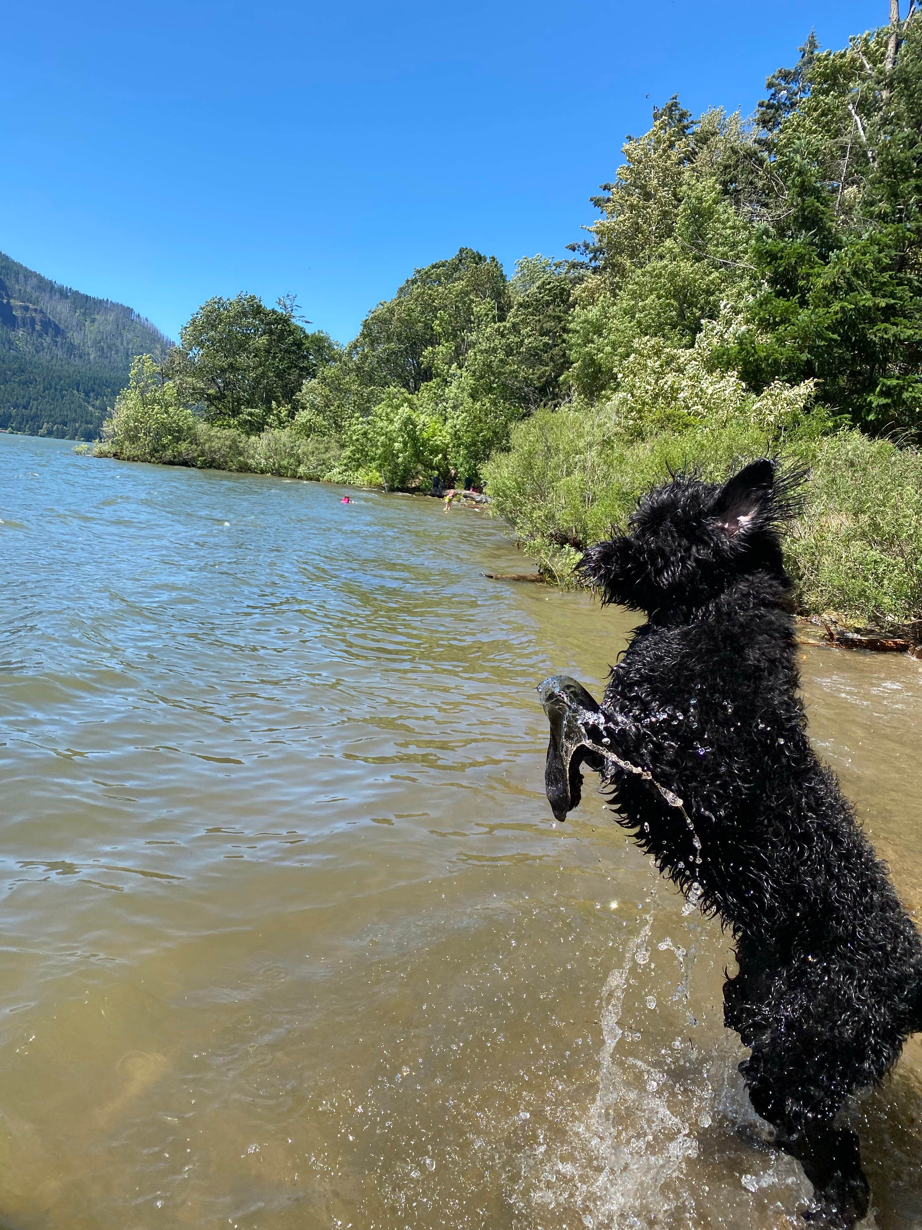 Michelle K.'s photo of camping with pets at Timberlake Campground & RV near Cascade Locks, OR