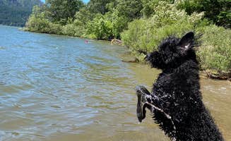 Michelle K.'s photo of camping with pets at Timberlake Campground & RV near Columbia River Gorge National Scenic Area