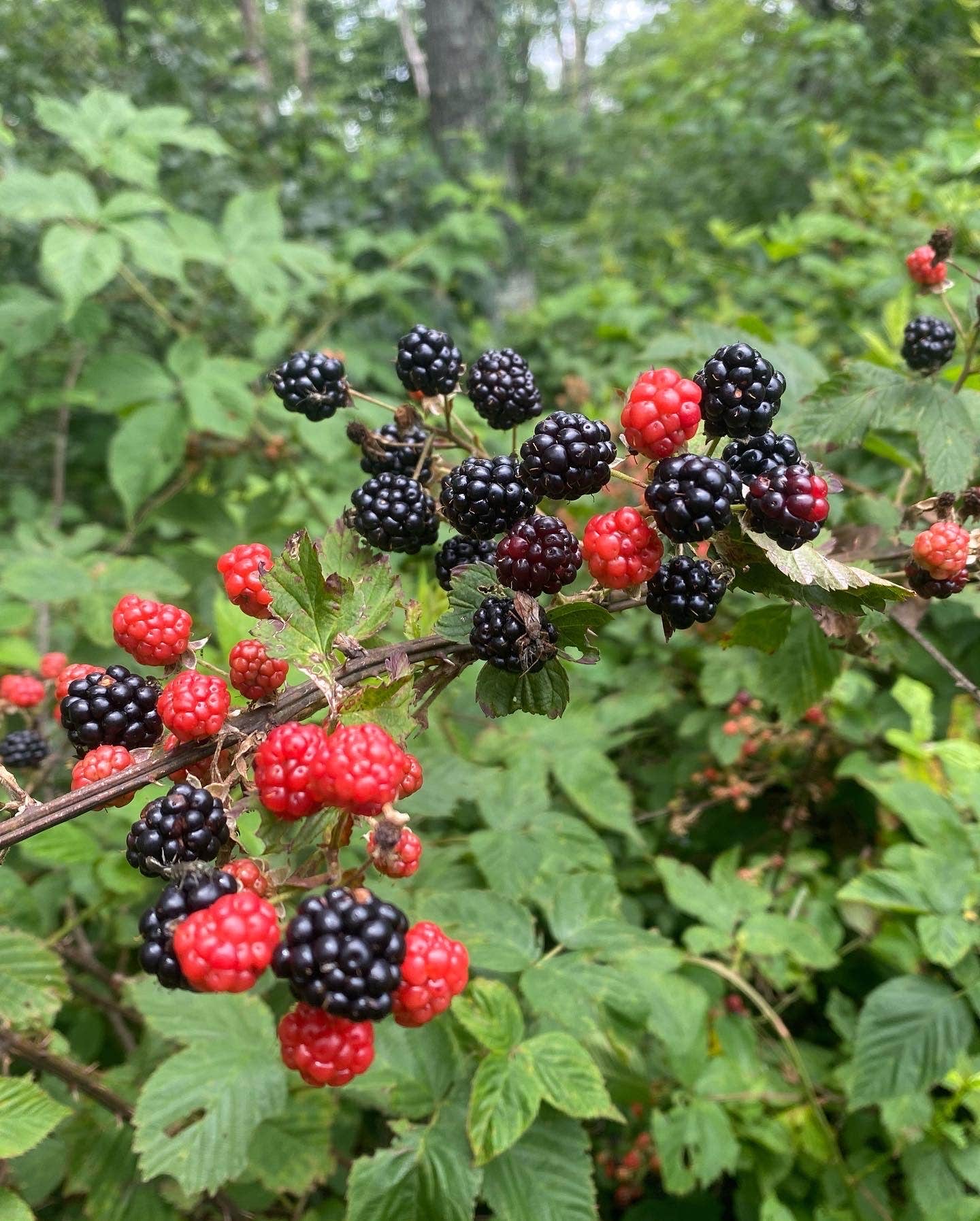 Camper-submitted photo at Emerald Pond Primitive Campground near Mount Solon, VA