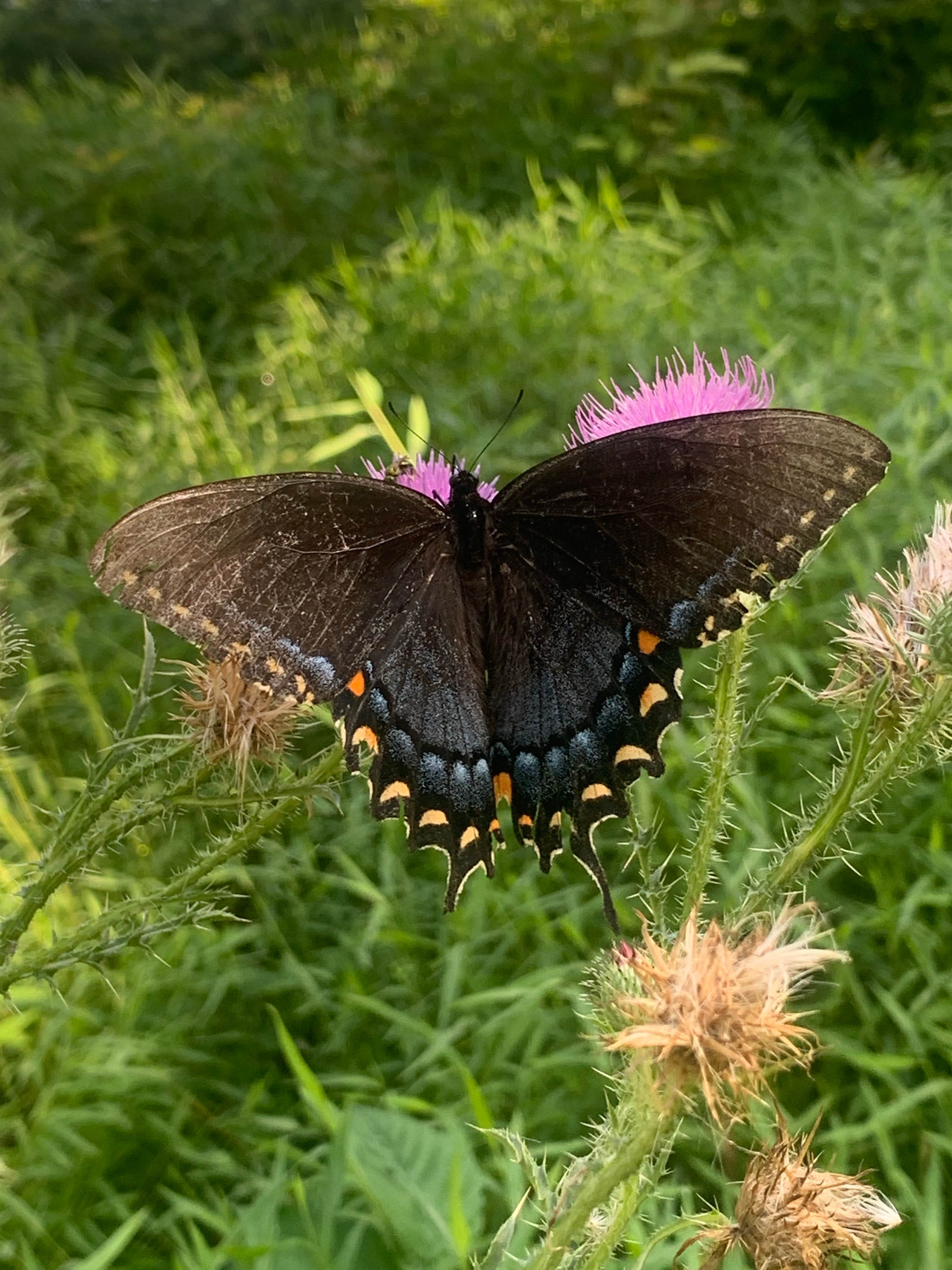 Camper-submitted photo at Emerald Pond Primitive Campground near Mount Solon, VA