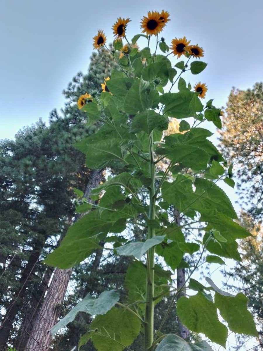 Camper-submitted photo at The House of 13 Rainbows near Washington, CA