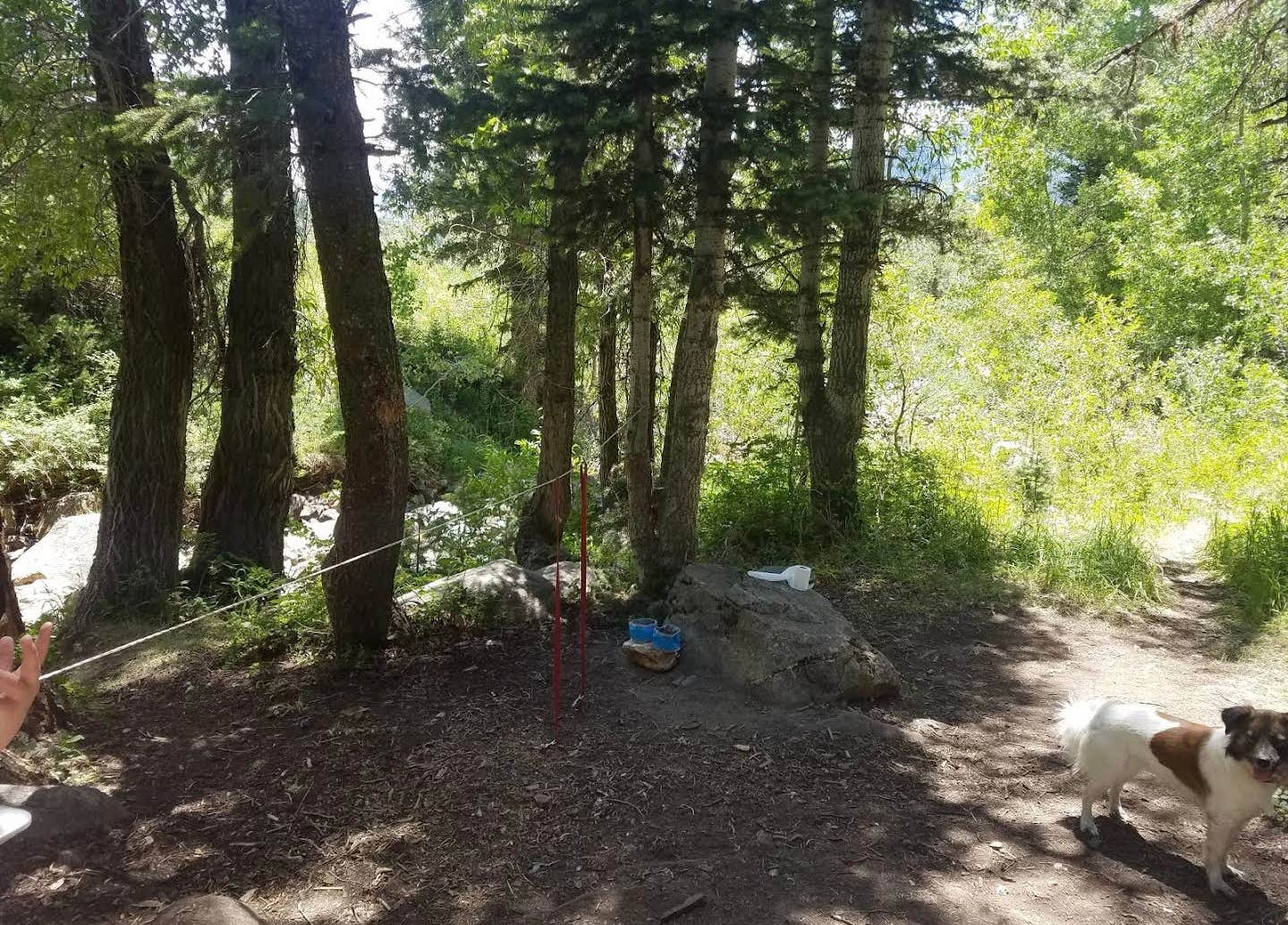 Connor O.'s photo of camping with pets at Kimball Campground near South Salt Lake, UT