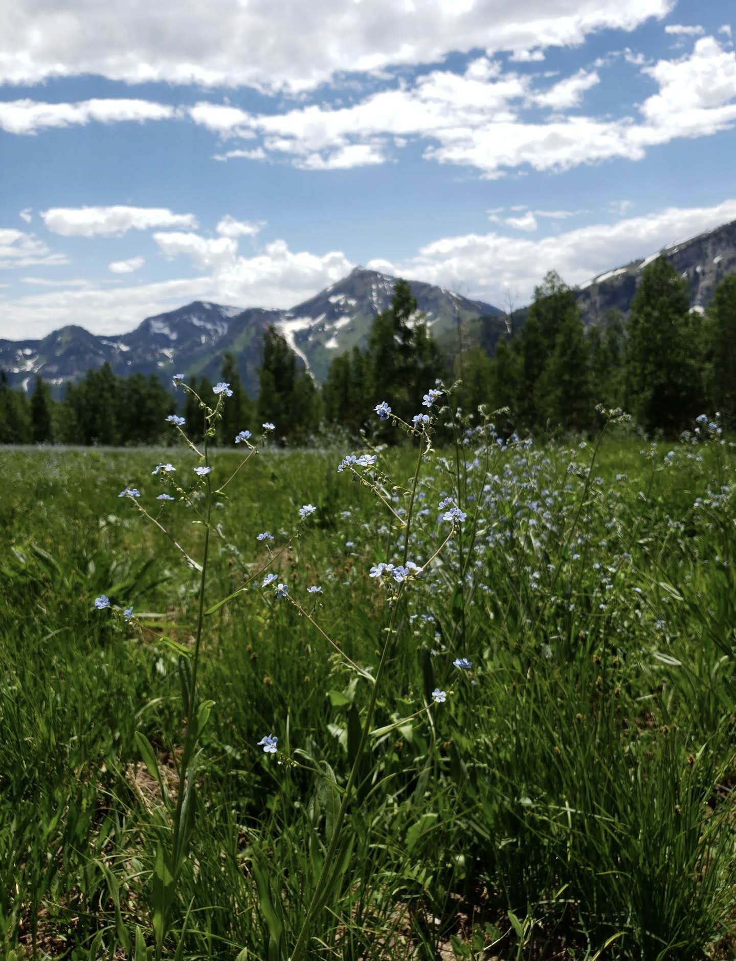 Camper-submitted photo at Kimball Campground near Snowbird, UT