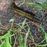 Review photo of Shenandoah National Park Dispersed Sites — Shenandoah National Park by John R., August 20, 2022