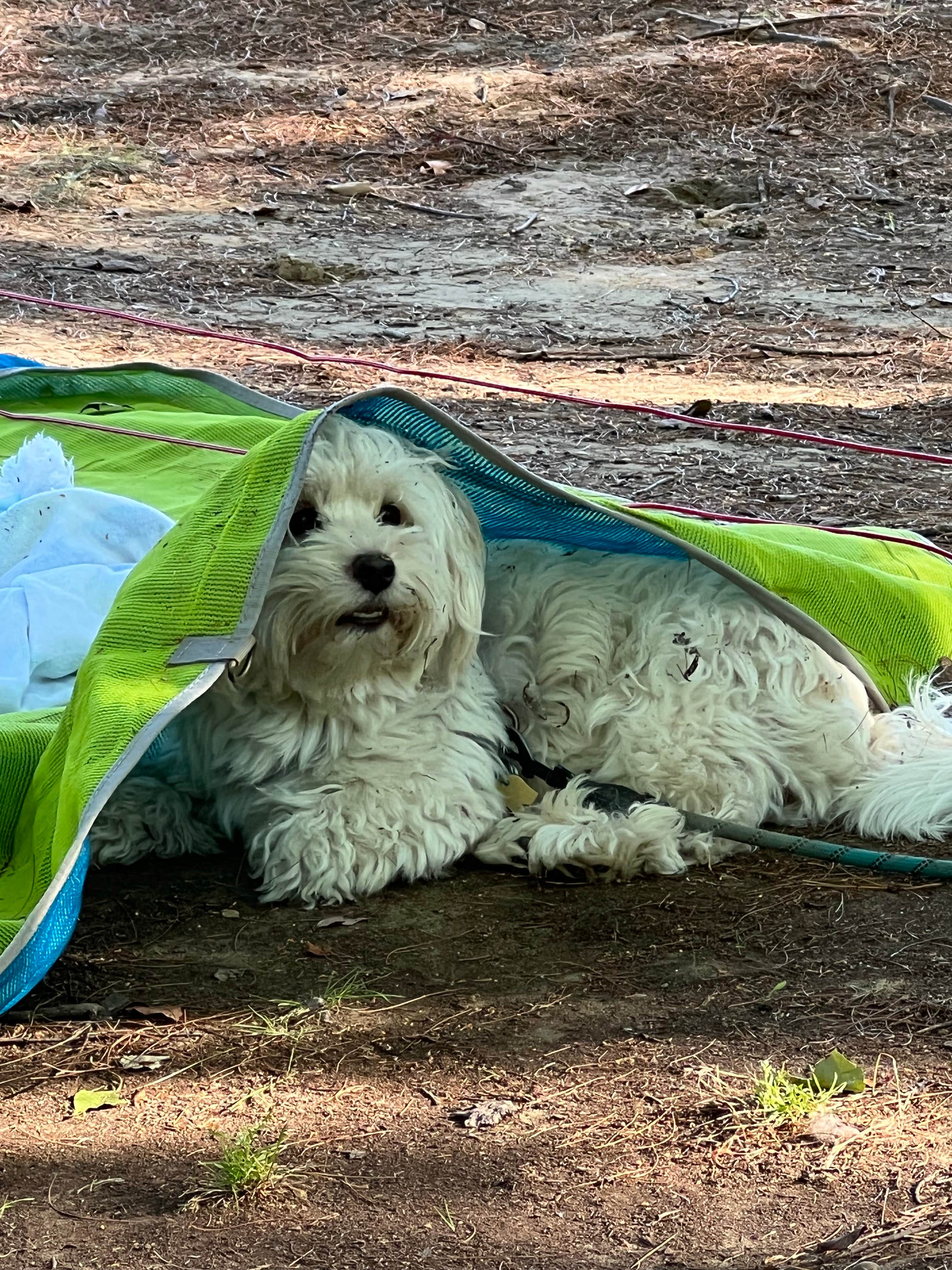 Ofer L.'s photo of camping with pets at Ashuelot River Campground near Edward MacDowell Lake