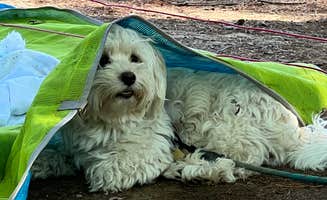 Ofer L.'s photo of camping with pets at Ashuelot River Campground near Bennington, NH