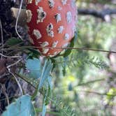 Review photo of Pass Creek Road Dispersed Camping by Izzy T., August 22, 2022