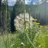 Review photo of Pass Creek Road Dispersed Camping by Izzy T., August 22, 2022