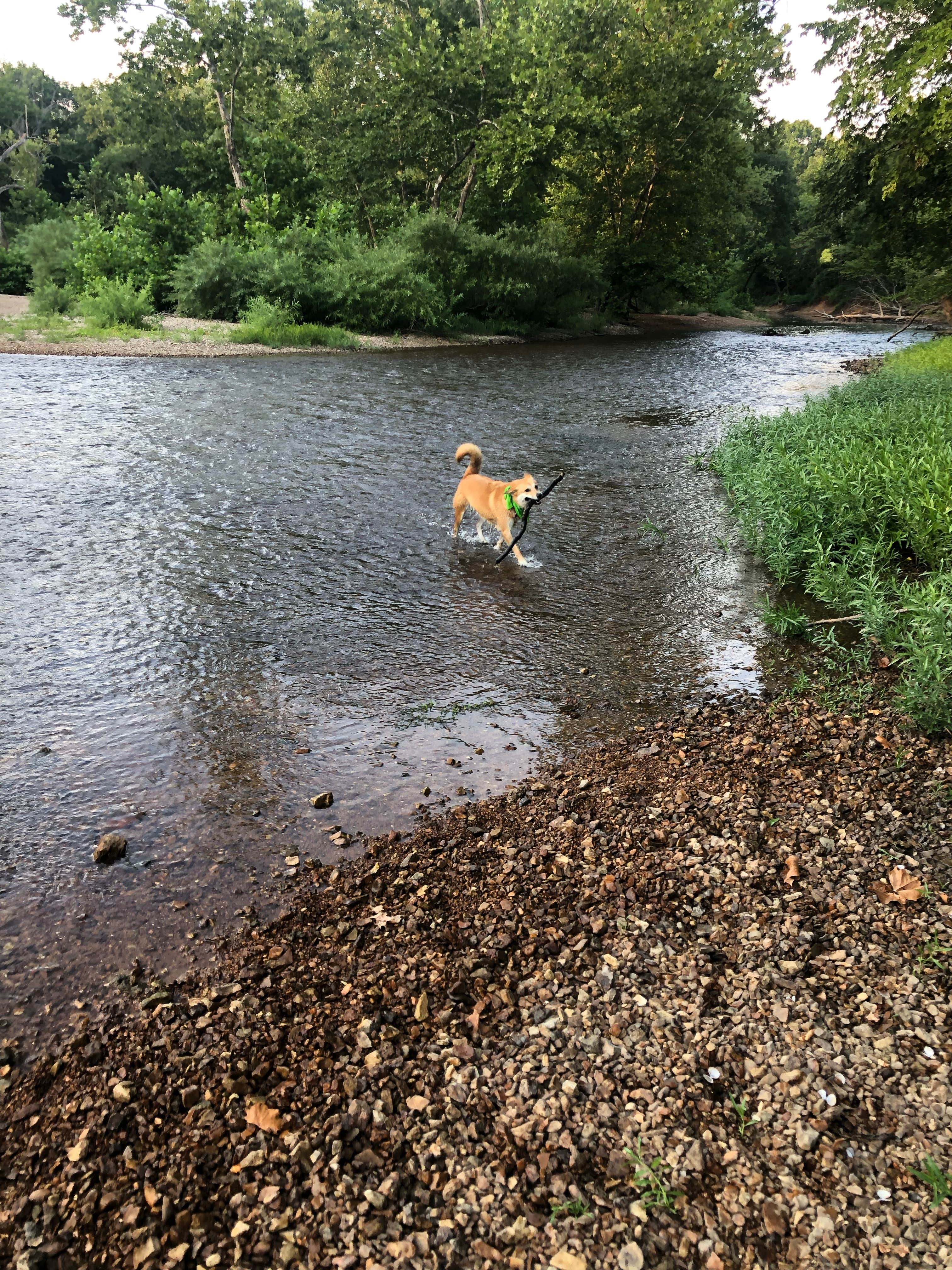 Katie G.'s photo of camping with pets at Froggys River Resort near Fort Leonard Wood, MO