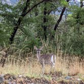 Review photo of Bog Springs Campground by Barbara R., August 22, 2022