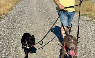 PJ F.'s photo of camping with pets at Acton Recreation Area near Acton, MT