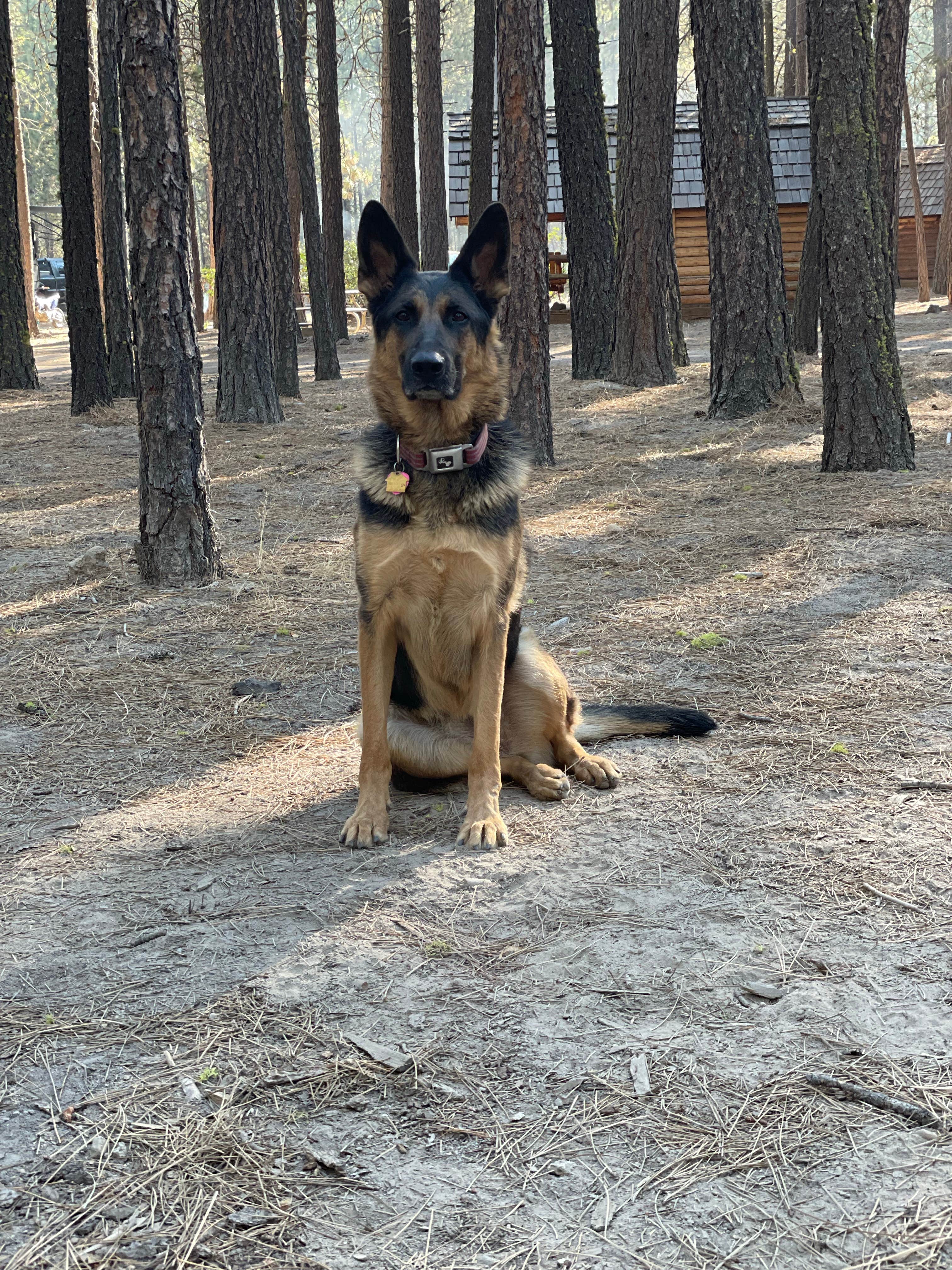 Robert W.'s photo of camping with pets at Hat Creek Resort & RV Park near Mineral, CA