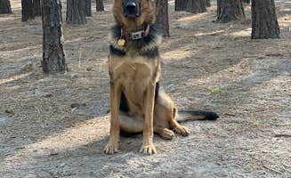 Robert W.'s photo of camping with pets at Hat Creek Resort & RV Park near Mill Creek, CA