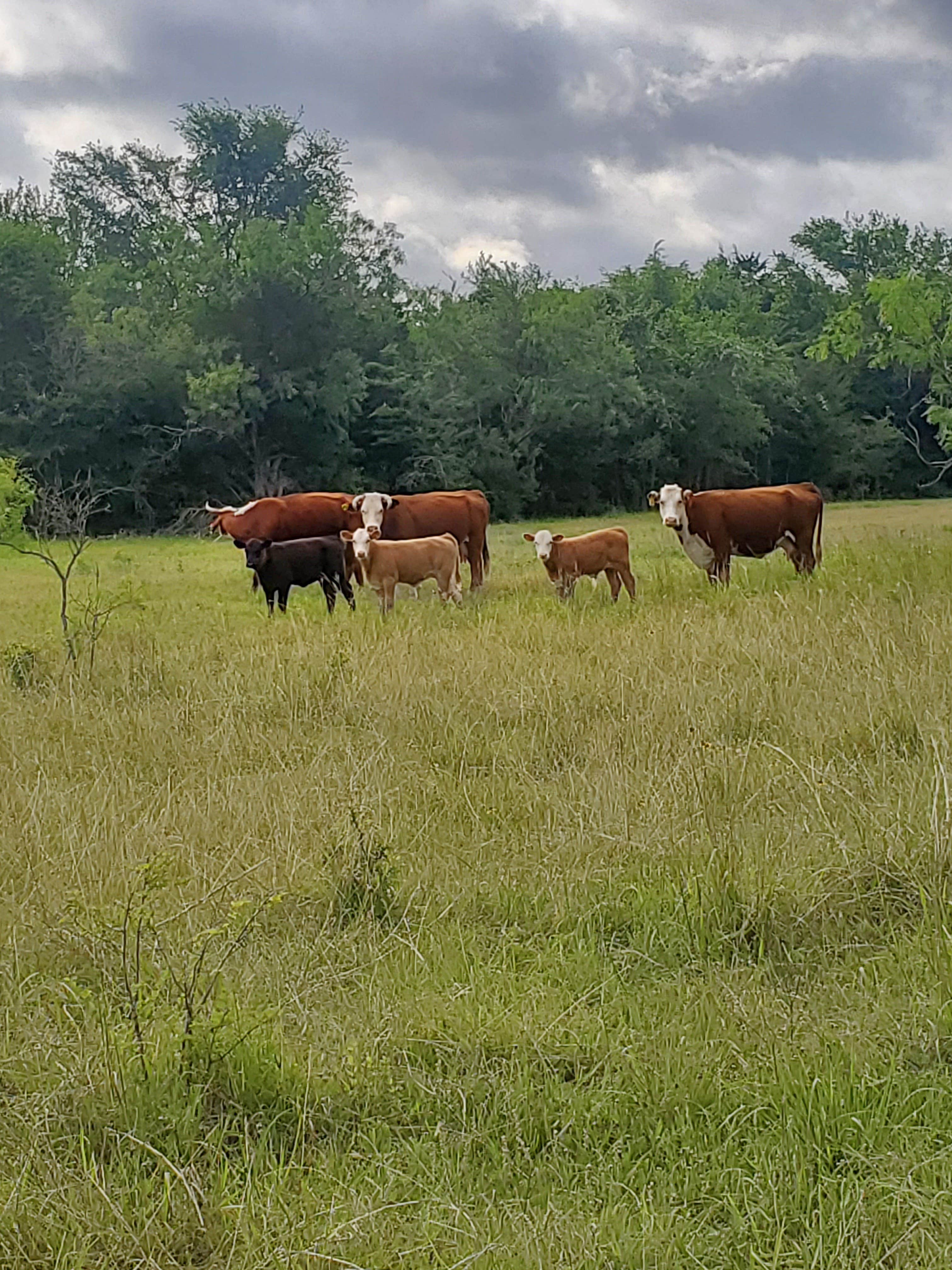Camper-submitted photo at Lawley Land near Waco, TX