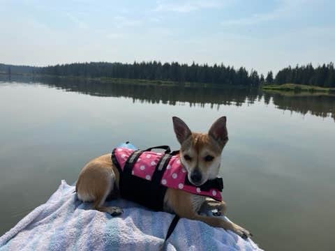 Marian J.'s photo of camping with pets at Deyo Reservoir near Grangeville, ID