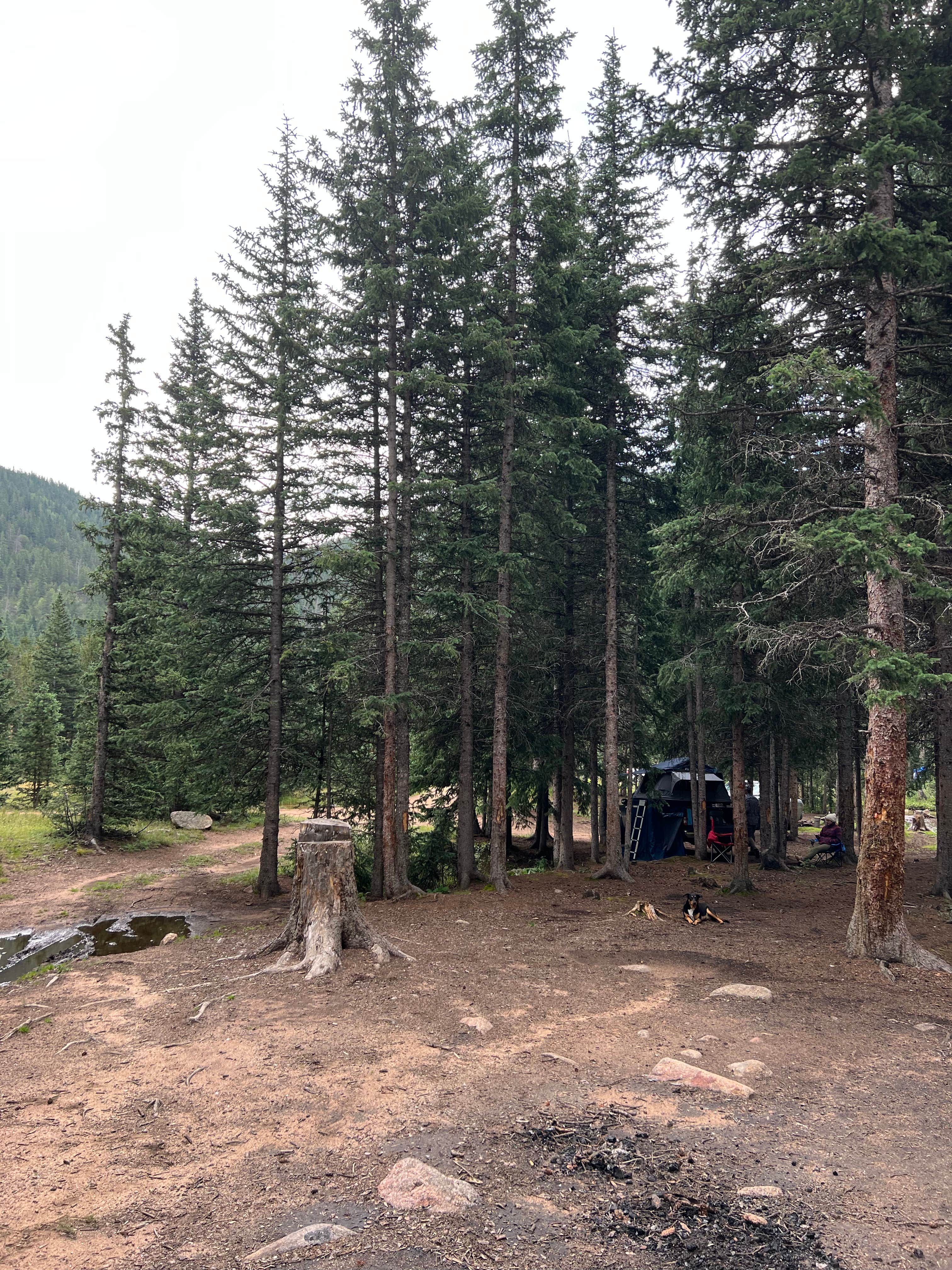 Camper submitted image from Gold Camp Road/Forest Service Road 376 Dispersed - 3