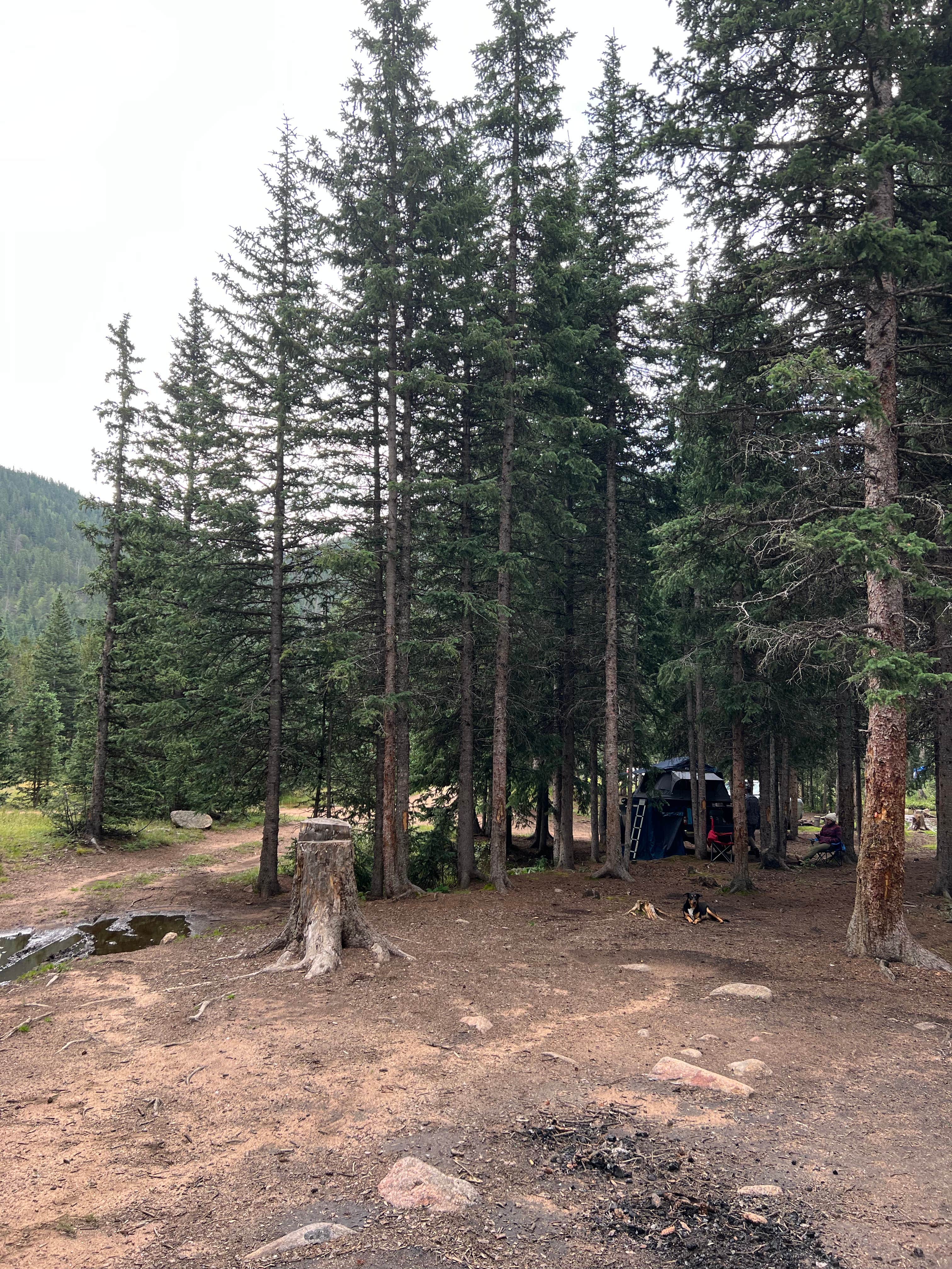 Camper submitted image from Gold Camp Road/Forest Service Road 376 Dispersed - 5