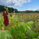 Review photo of William O'Brien State Park Campground by Brady J., August 23, 2022