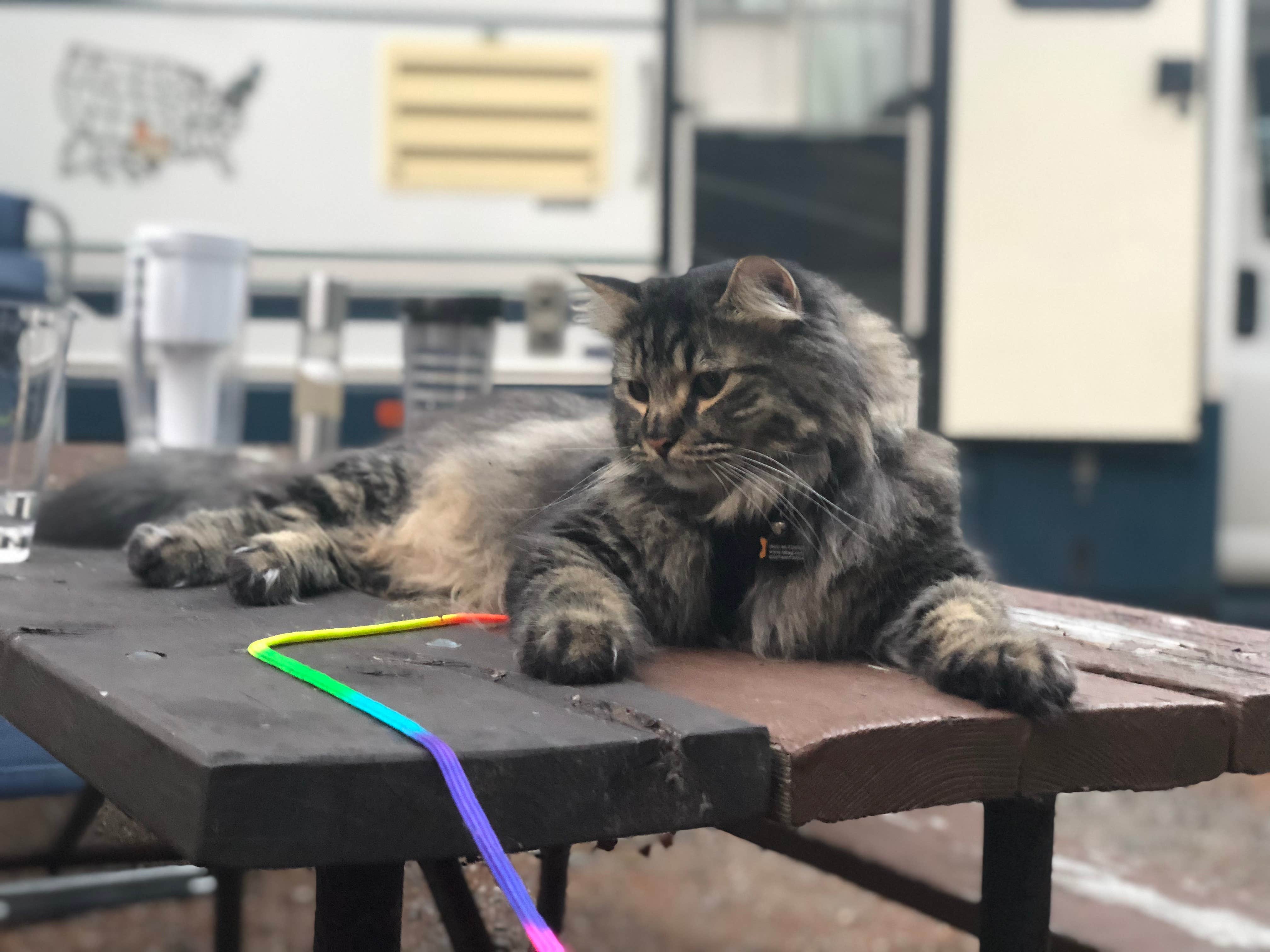 Laura L.'s photo of camping with pets at Seawall Campground — Acadia National Park near Stonington, ME