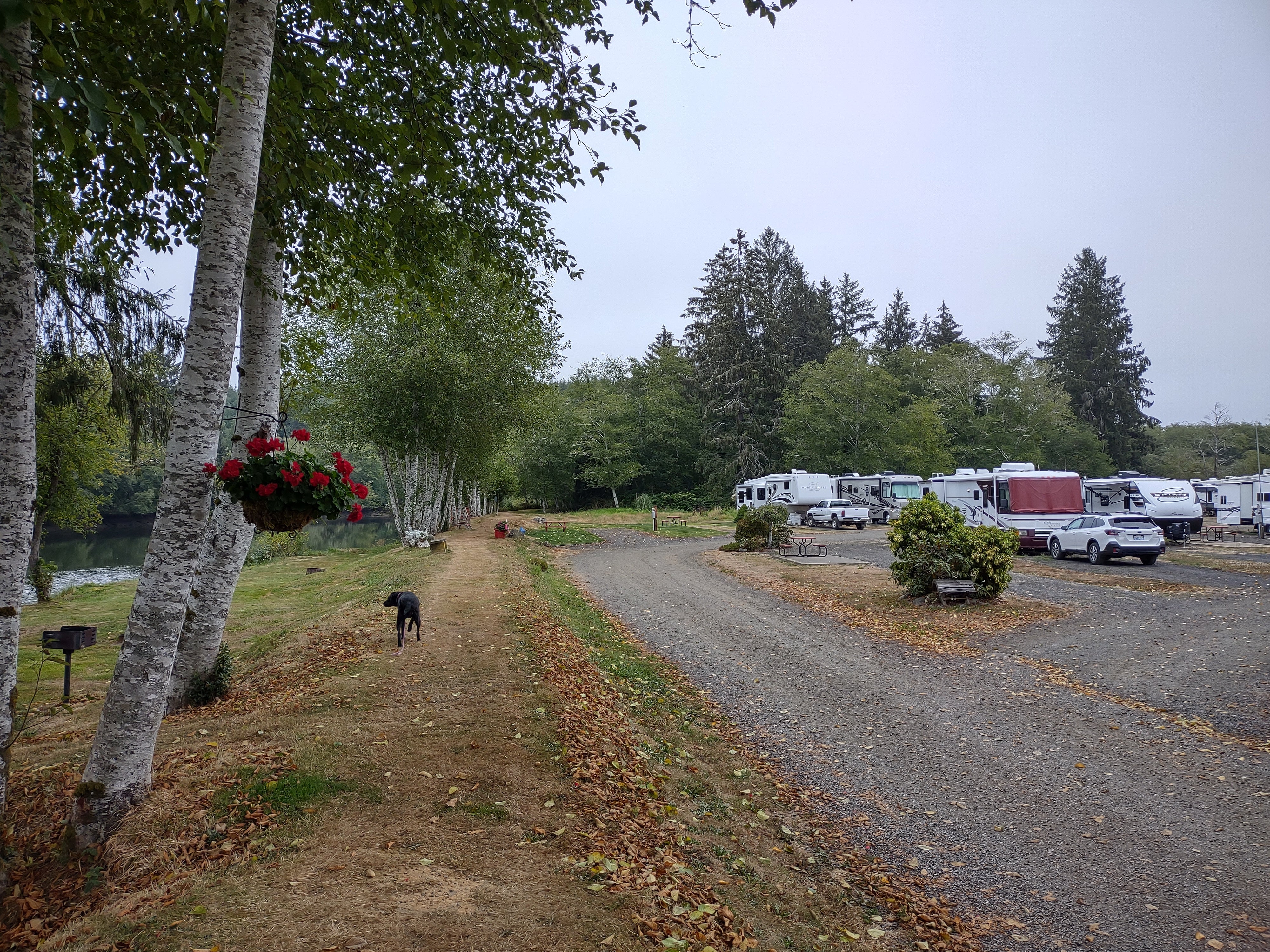 Camper submitted image from Hoquiam River RV Park - 3