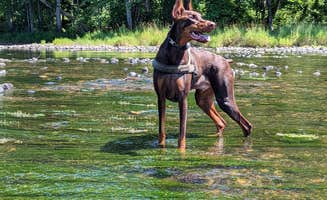 Randy F.'s photo of camping with pets at Salt Rock Campground near Salem, CT