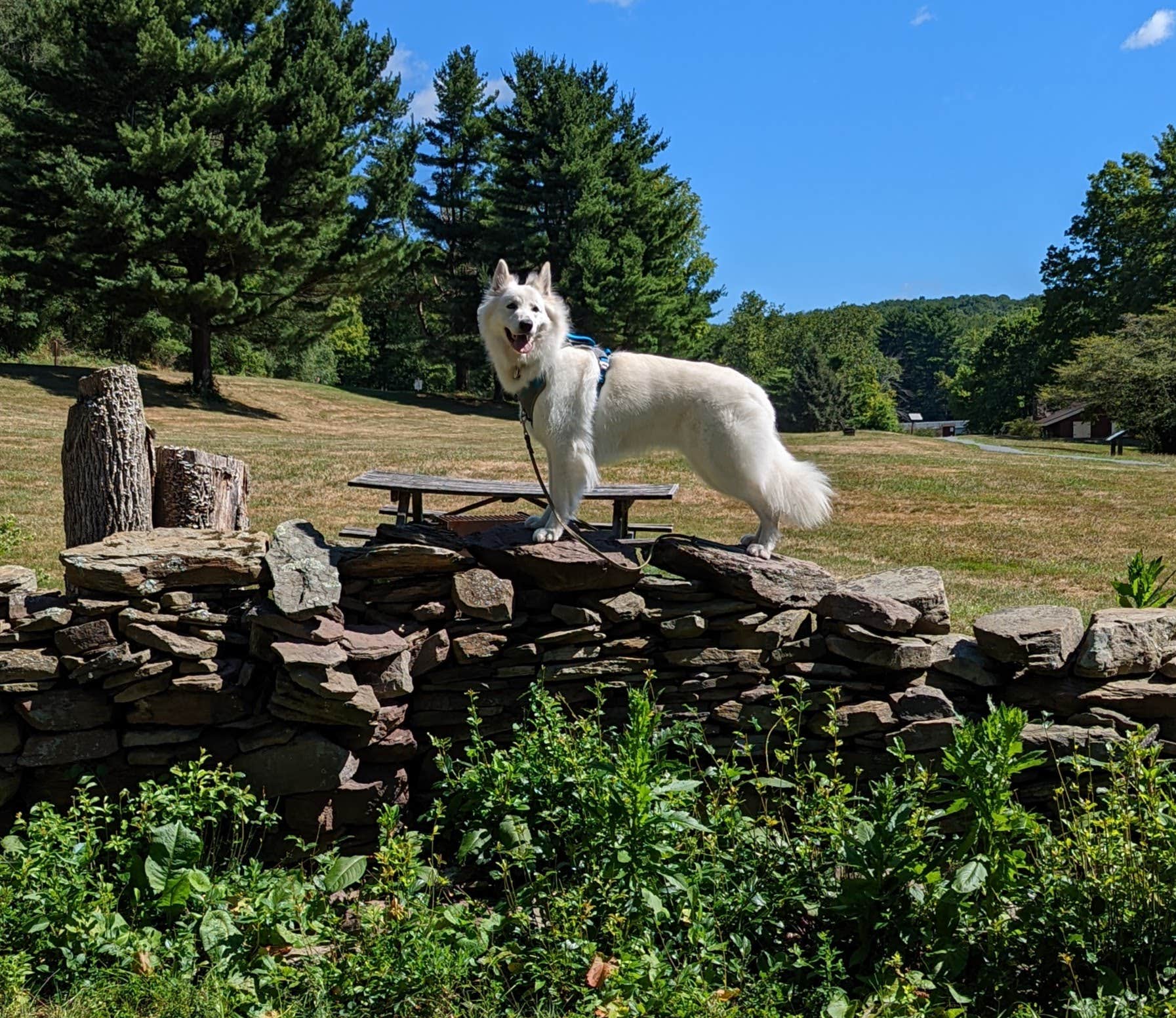 Michael's photo of camping with pets at Lackawanna State Park Campground near Noxen, PA