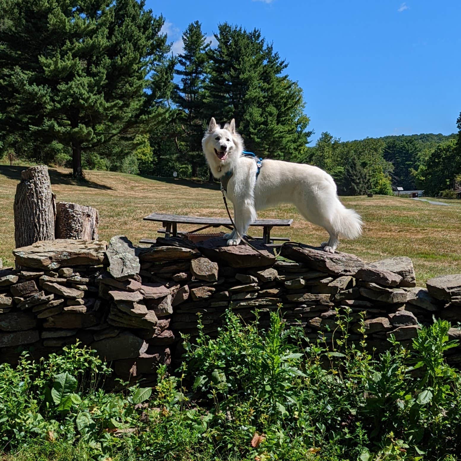 are dogs allowed at lackawanna state park