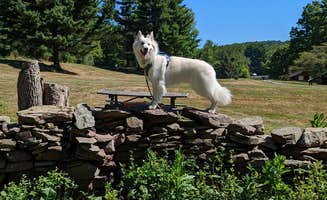 Michael's photo of camping with pets at Lackawanna State Park Campground near Towanda, PA