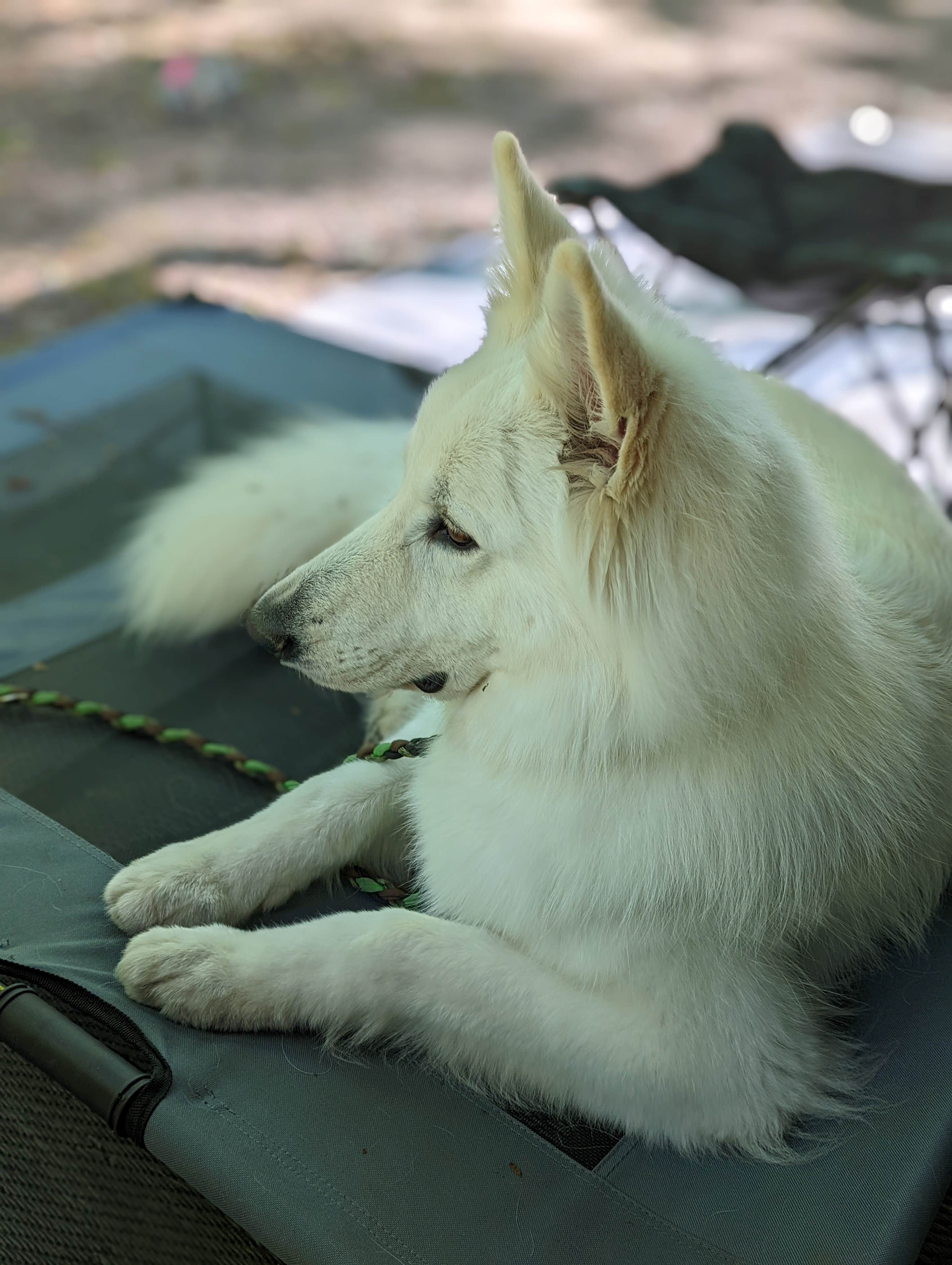 Michael's photo of camping with pets at Lackawanna State Park Campground near Scranton, PA