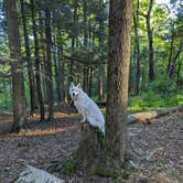 Review photo of Lackawanna State Park Campground by Michael , August 23, 2022