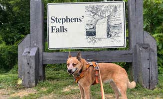 Art S.'s photo of camping with pets at Cox Hollow Campground — Governor Dodge State Park near Boscobel, WI