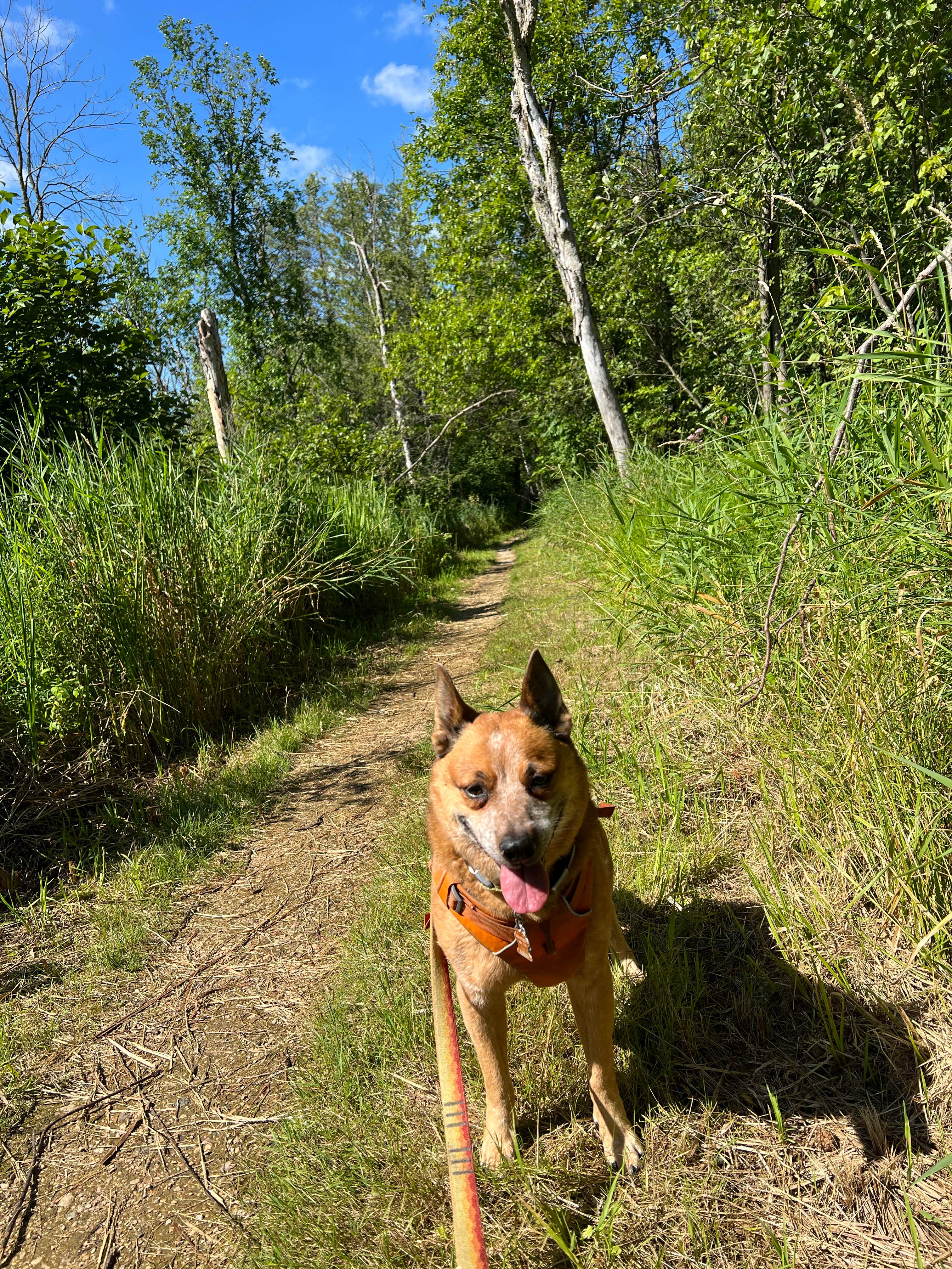 Art S.'s photo of camping with pets at Mauthe Lake Campground — Kettle Moraine State Forest - Northern Unit near Menasha, WI