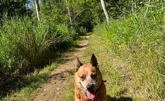 Art S.'s photo of camping with pets at Mauthe Lake Campground — Kettle Moraine State Forest - Northern Unit near Menasha, WI