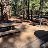 Review photo of Pinegrove Campground by Mariano A., August 23, 2022
