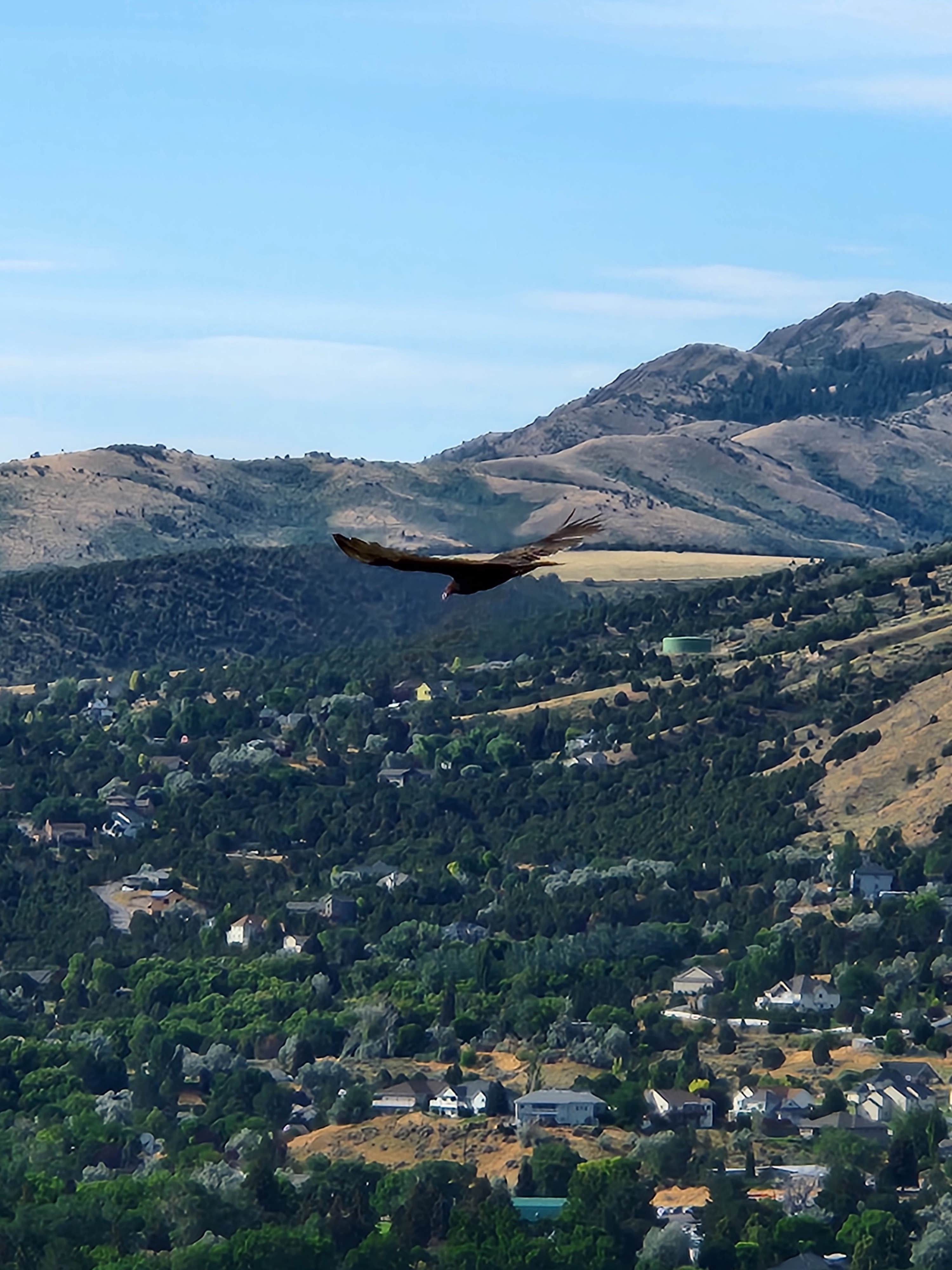 Camping near Scout Mountain Campground: Cowboy RV Park, Pocatello, Idaho