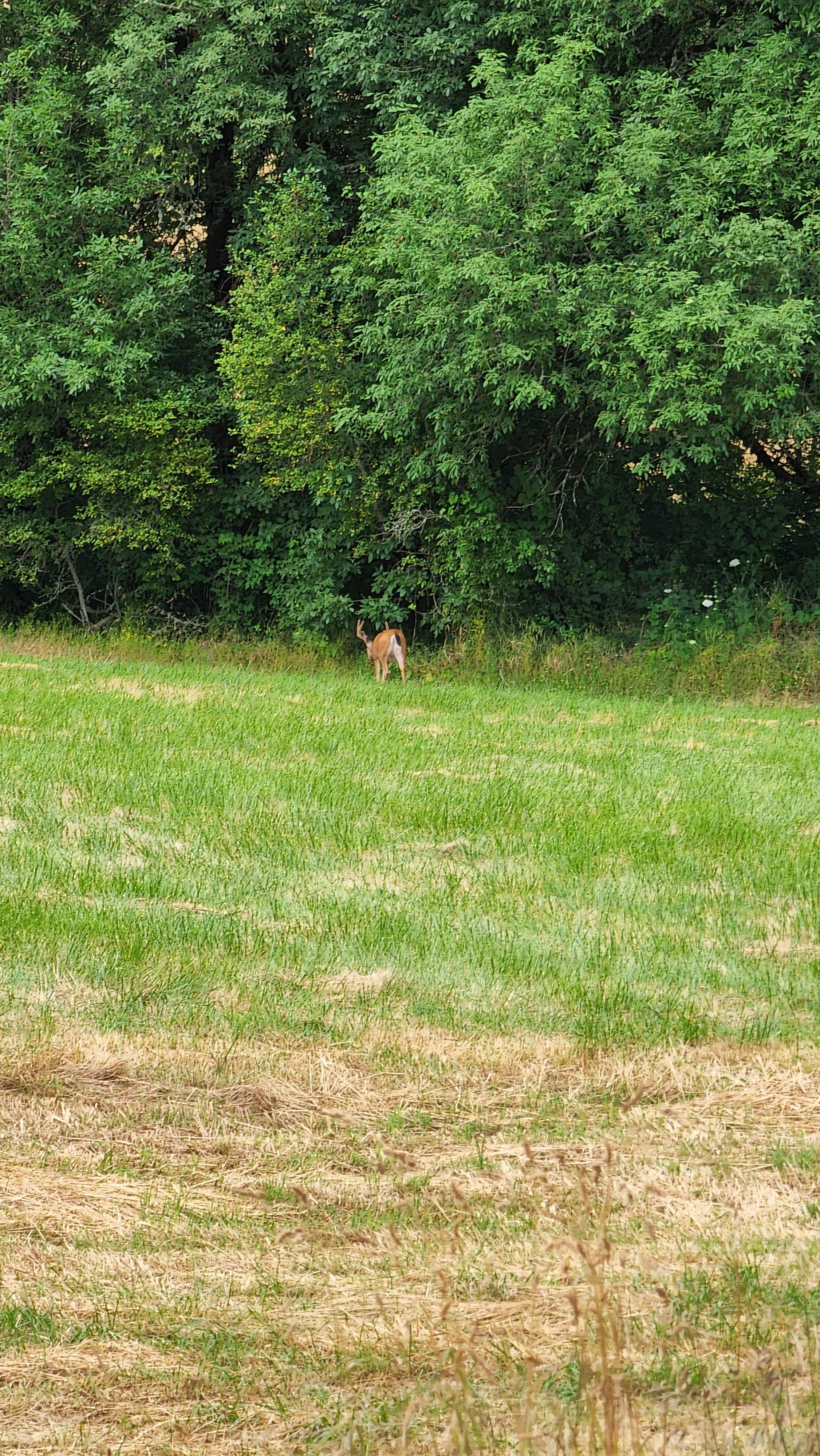 Camper-submitted photo at Henry Hagg Hideaway near Forest Grove, OR