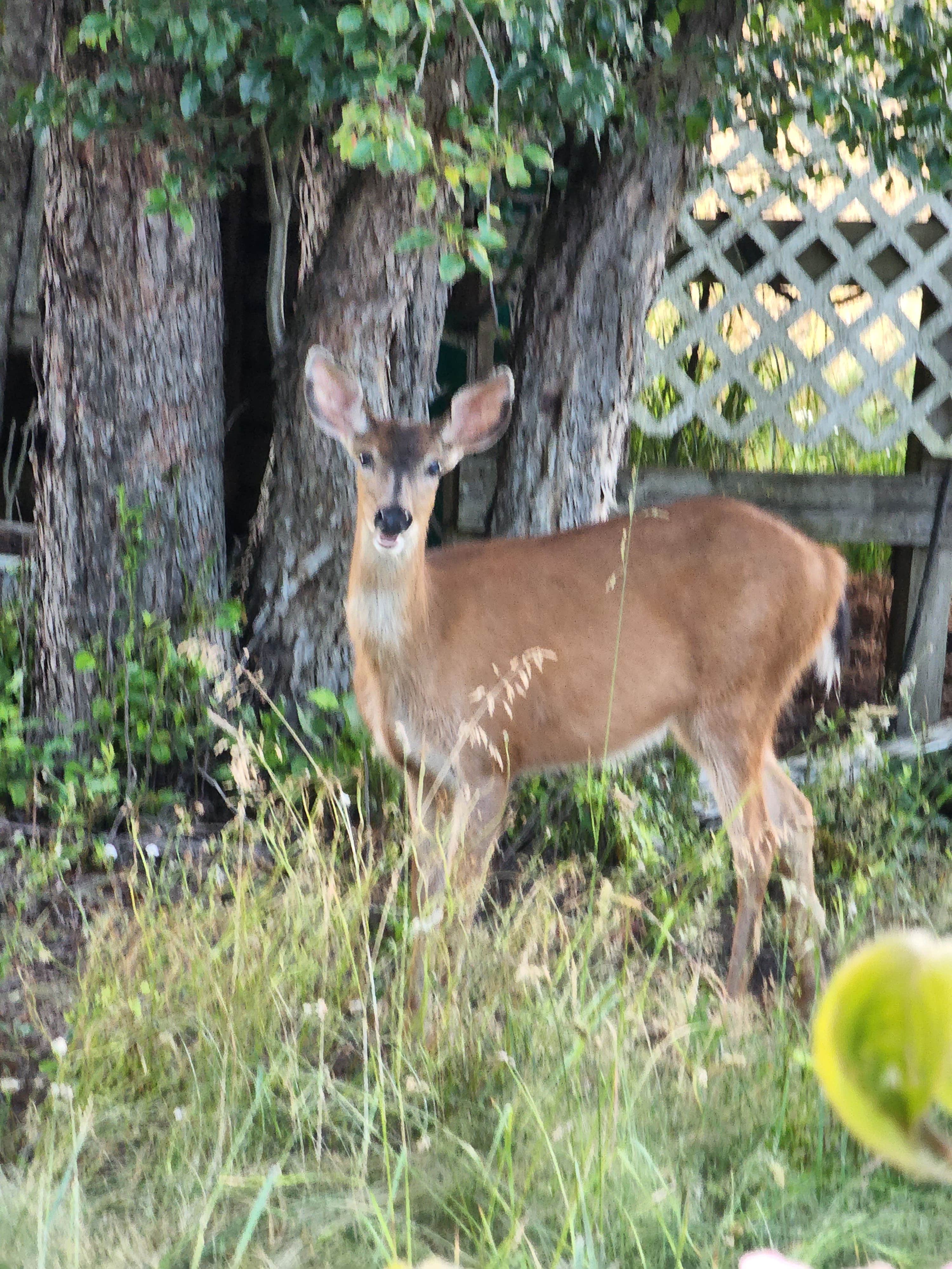 Camper-submitted photo at Henry Hagg Hideaway near Forest Grove, OR