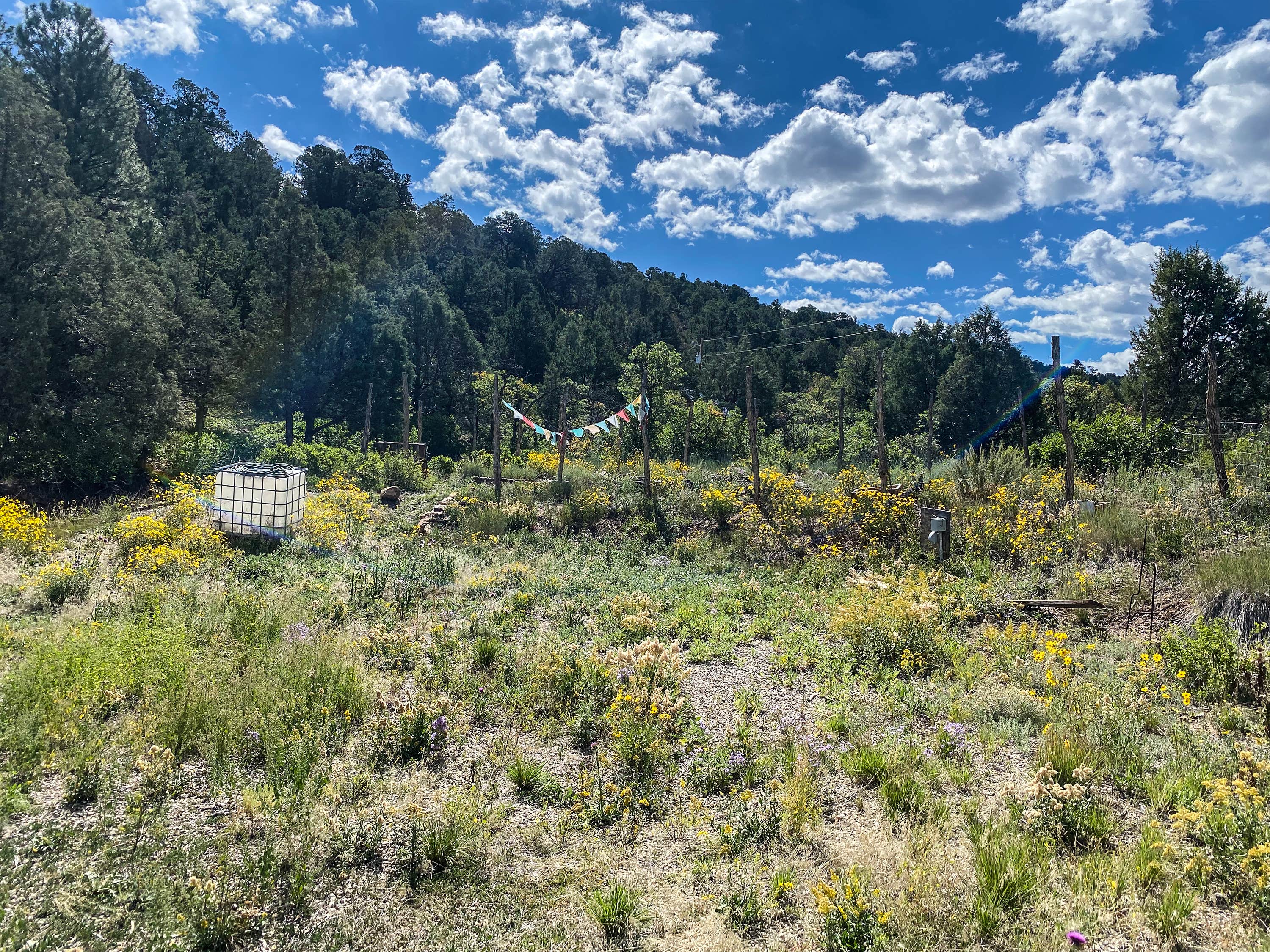 Camper-submitted photo at Private Alpine Canyon Campsite near Nucla, CO