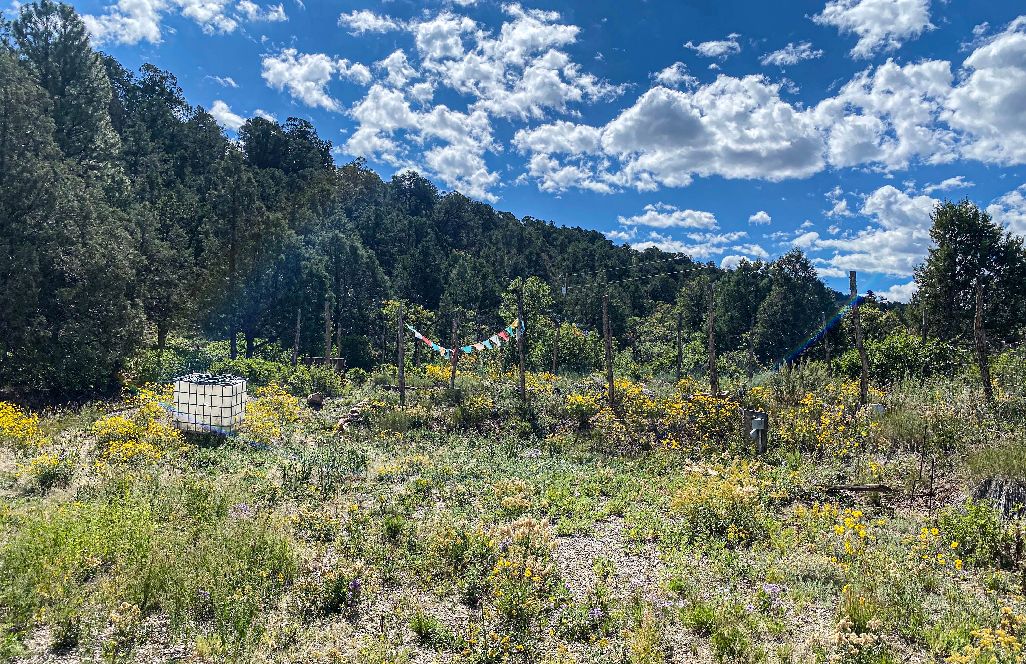 Camper-submitted photo at Private Alpine Canyon Campsite near Nucla, CO