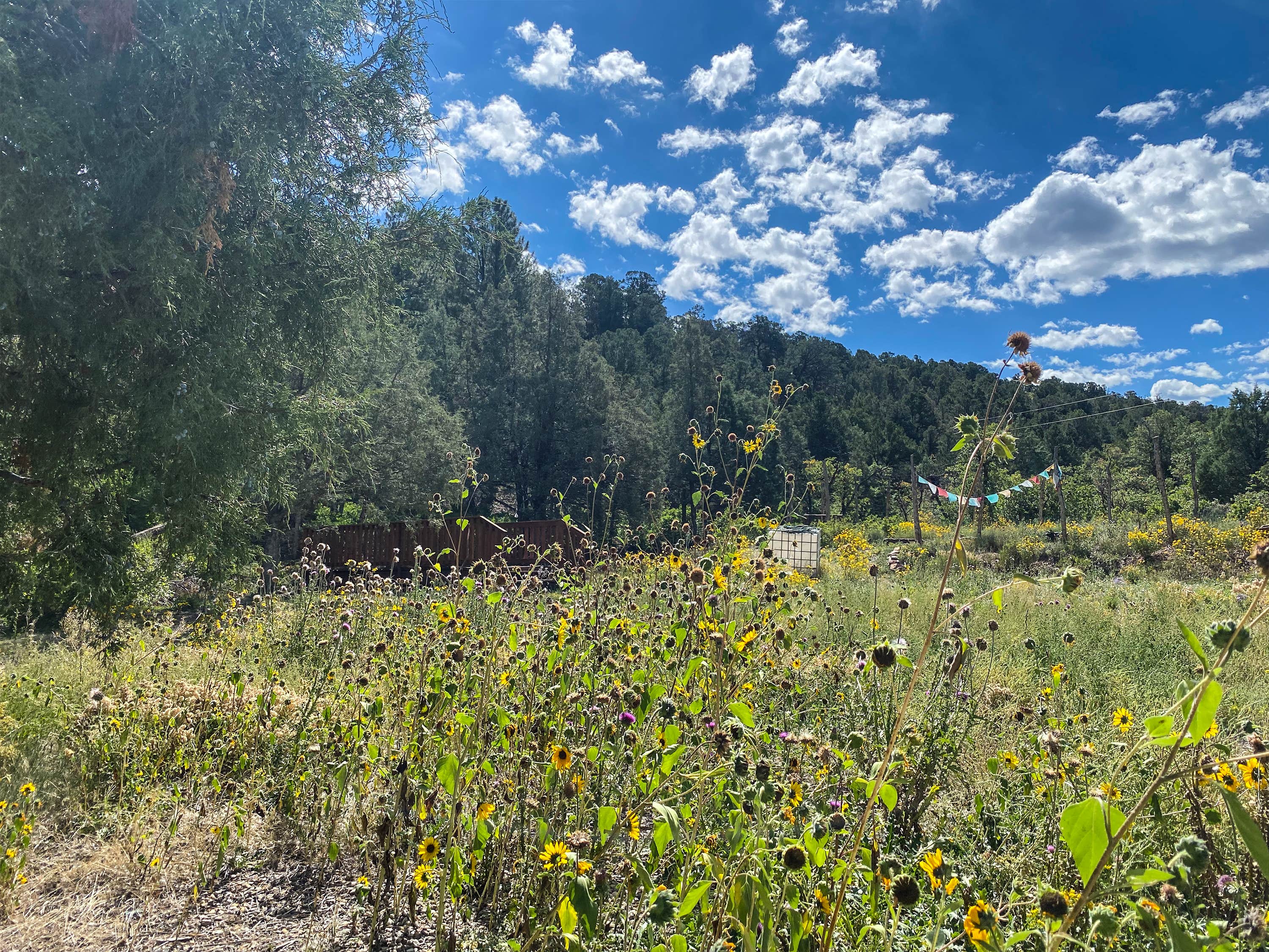 Camper-submitted photo at Private Alpine Canyon Campsite near Nucla, CO