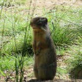 Review photo of Lionhead Campground — Priest Lake State Park by Scott B., July 24, 2018