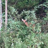 Review photo of Andy Guest/Shenandoah River State Park Campground by M J., August 24, 2022